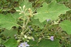 Solanum indicum